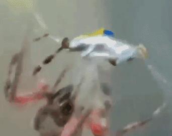 外国网友恶搞内马尔翻滚,世界杯搞笑内马尔