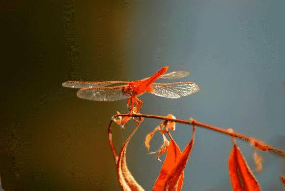 夏天下雨的时候蜻蜓,夏天下雨了京城胡同