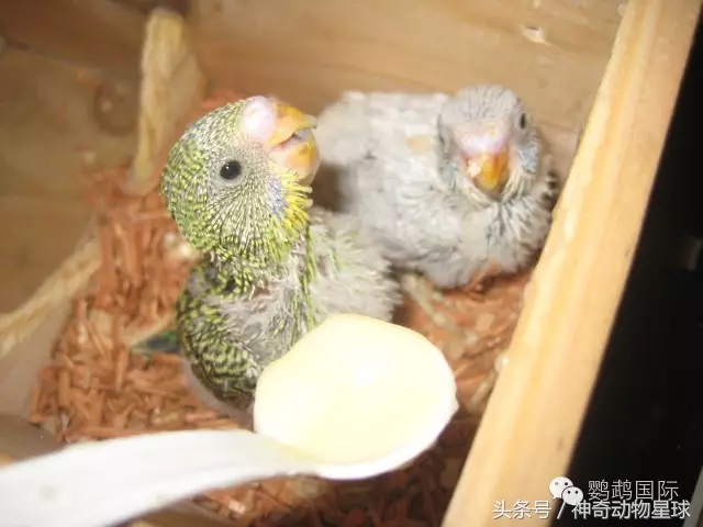 鹦鹉怎么喂养雏鸟,刚出鹦鹉幼鸟怎么喂养最好