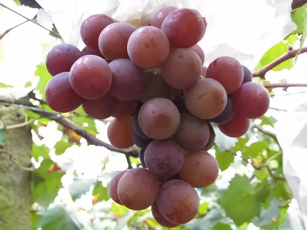 湖北42个示范村名单,湖北省重磅村名单