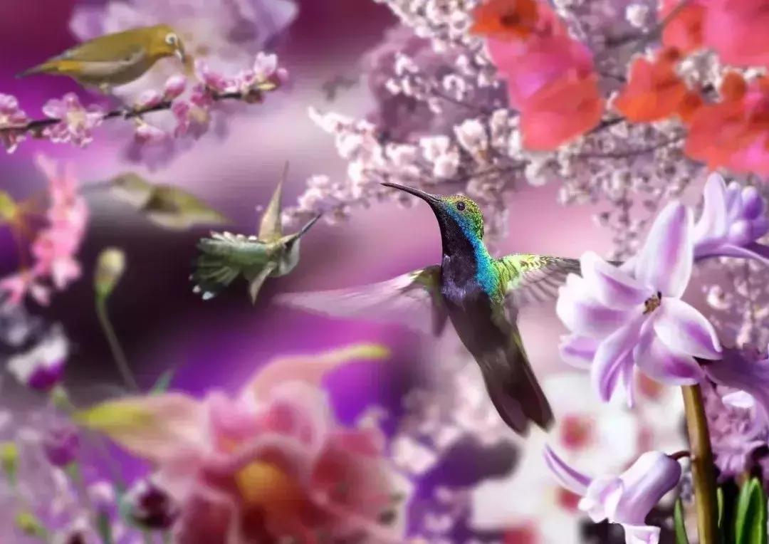 早上好清晨送你一首吉祥的歌,早上好喜鹊报喜的叫声