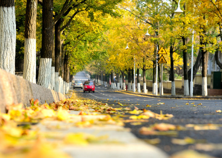 青岛属于一个什么样的城市,青岛是个怎么样的城市