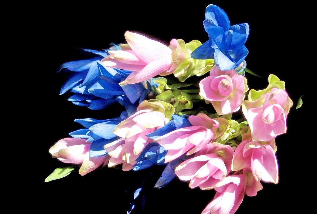 姜黄花的种植,姜黄花进口的养殖方法