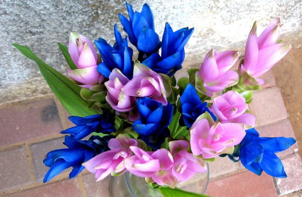 姜黄花的种植,姜黄花进口的养殖方法