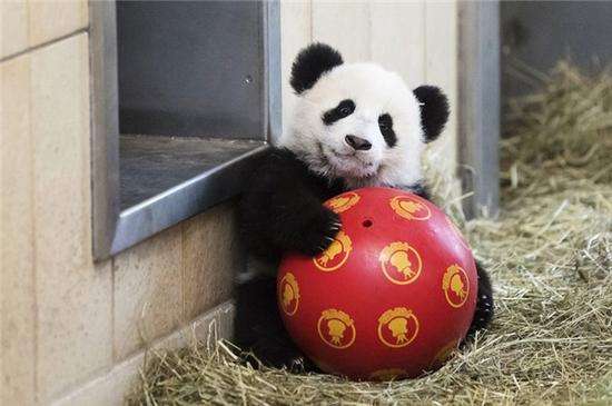 猪组成球队与天之骄子的足球比赛