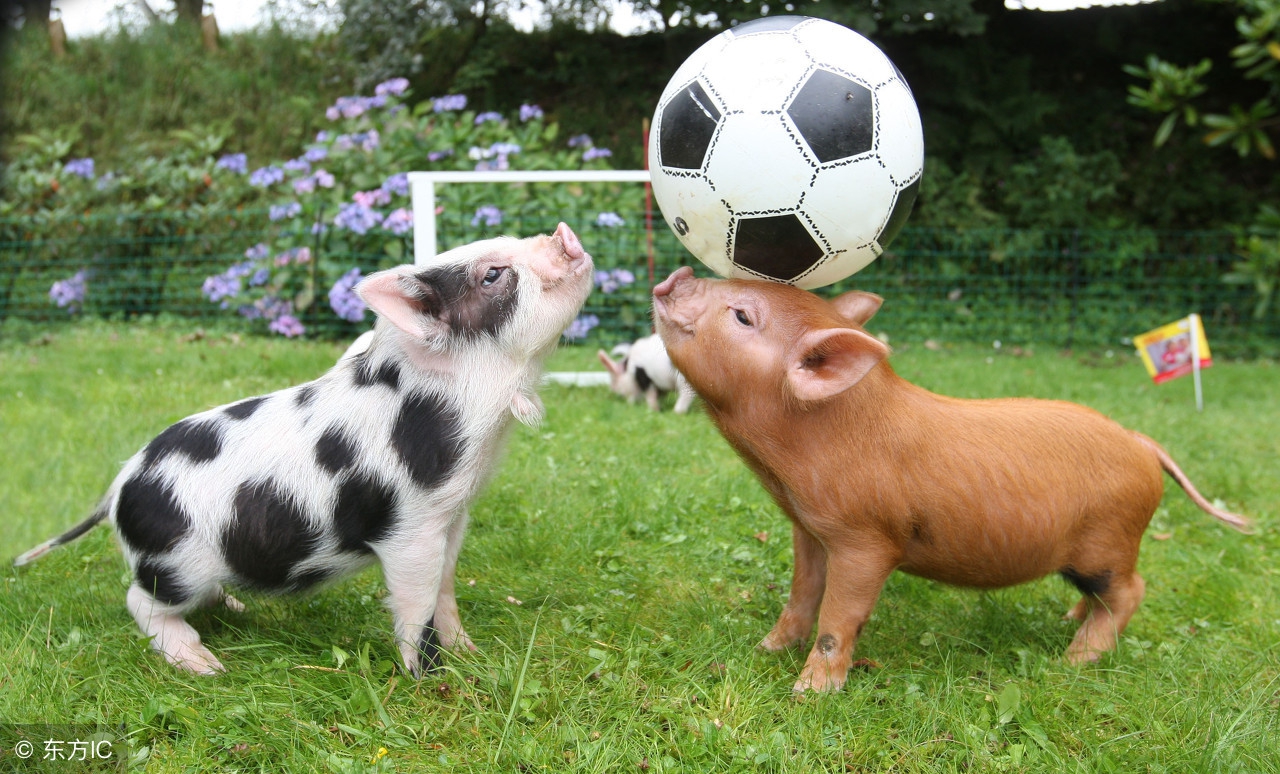 猪与人组合,猪和足球队