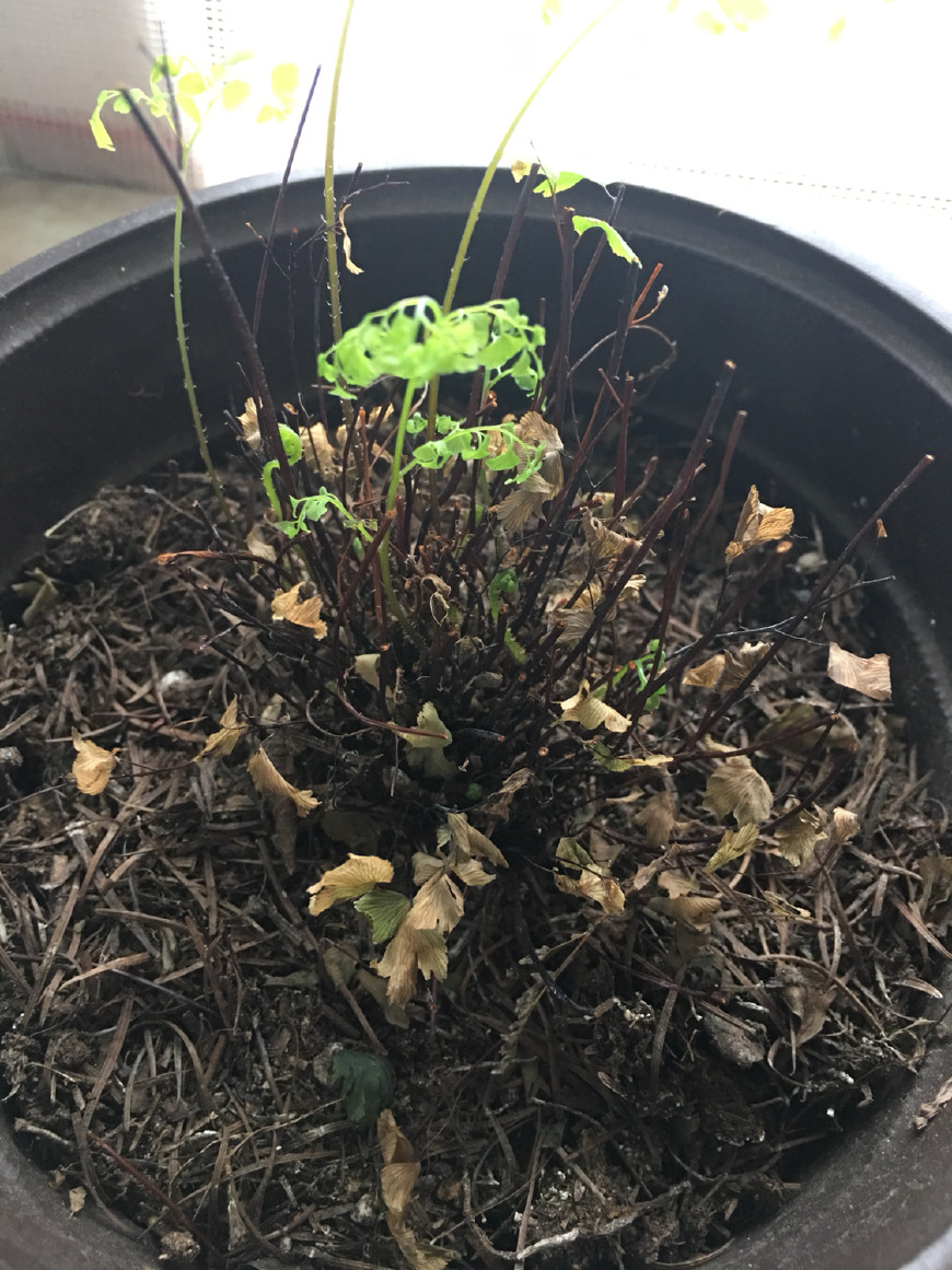 如何救活花花草草,如何挽救快干死的植物