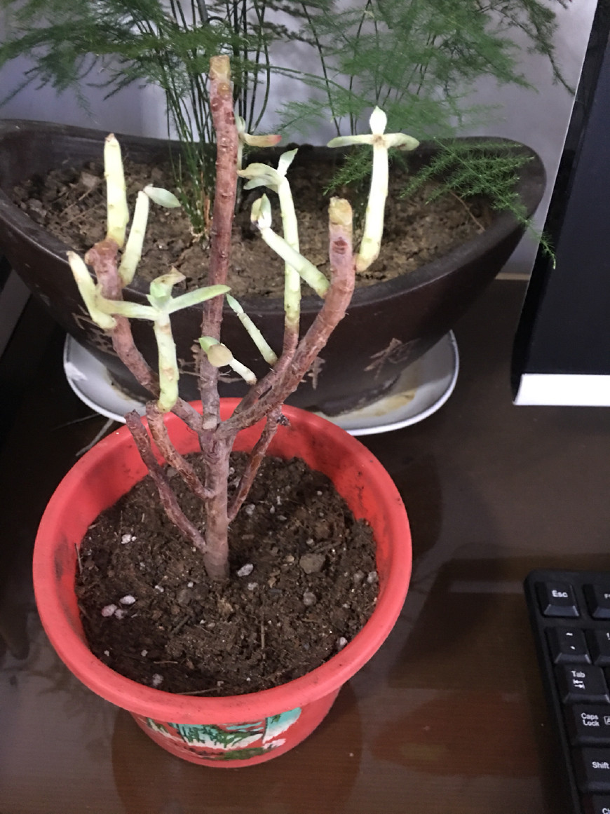 如何救活花花草草,如何挽救快干死的植物