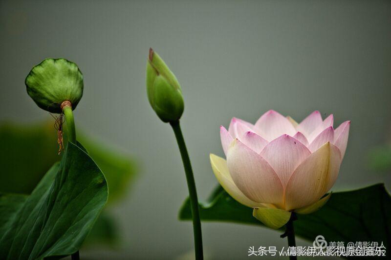 夏荷晕倒在海教官怀里,夏荷最美的十首诗