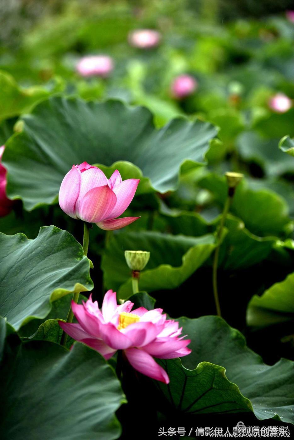 荷花之歌,立夏荷花音乐