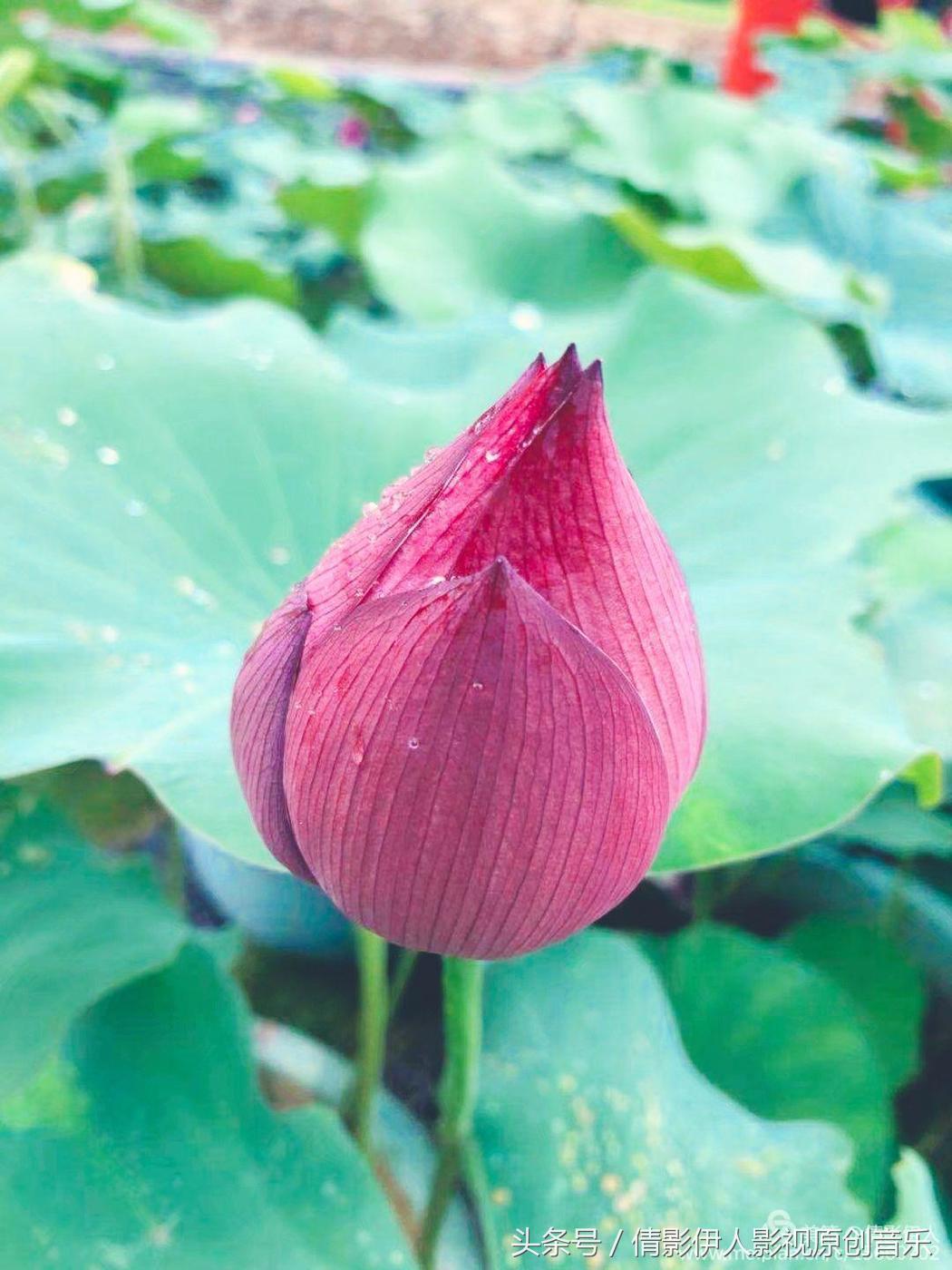 夏荷晕倒在海教官怀里,夏荷最美的十首诗