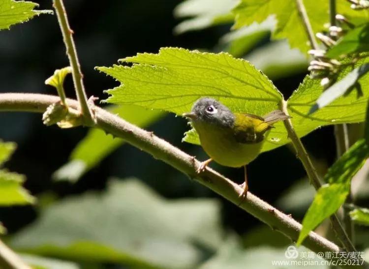 观鸟最佳路线,观鸟线路推荐