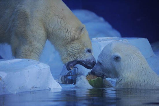 天津海洋馆“冰GO海洋节”开启极地特色酷爽之旅
