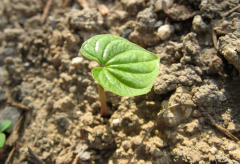 山药豆出芽长叶不爬藤,怎样盆栽山药豆