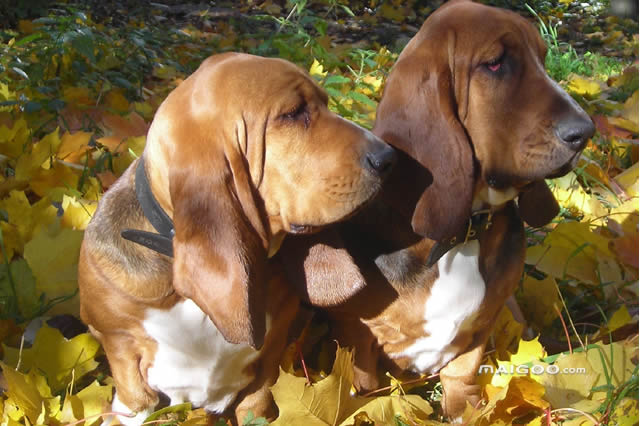 狩猎犬排名第一的犬种是什么,世界狩猎犬十大排名