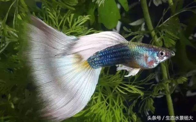 日本孔雀鱼野生怎样,日本孔雀鱼品种