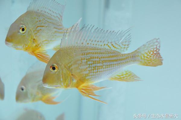 哪些慈鲷是食土鲷,食土鲷和慈鲷能混养么