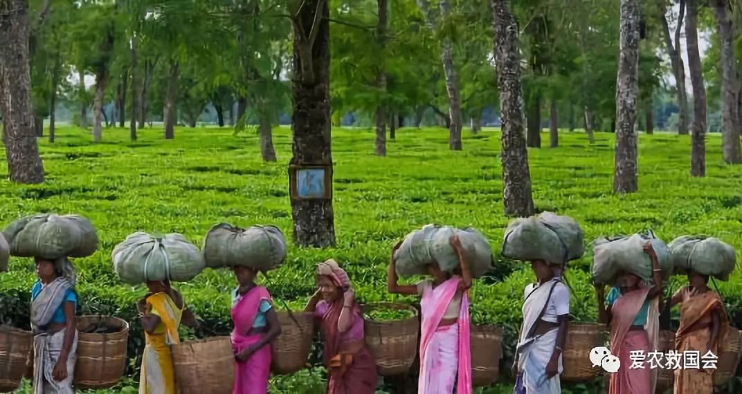 生态茶园的规划,生态茶园建设的好处