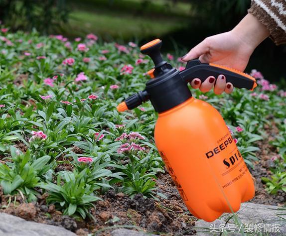 为什么水养吊兰根粗叶黄,吊兰冬天叶黄和干怎么回事