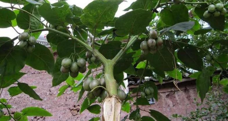 菩提子手串各种纹路图片,各类型的菩提子手串图片