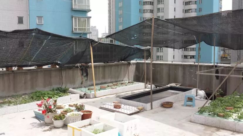 楼顶菜园土层多厚好,顶楼菜园如何防风