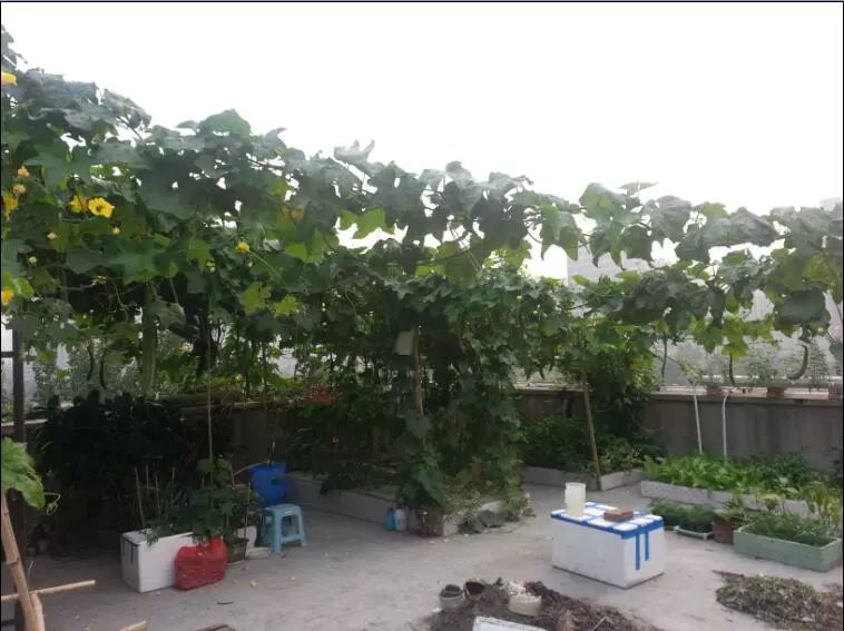 楼顶菜园土层多厚好,顶楼菜园如何防风