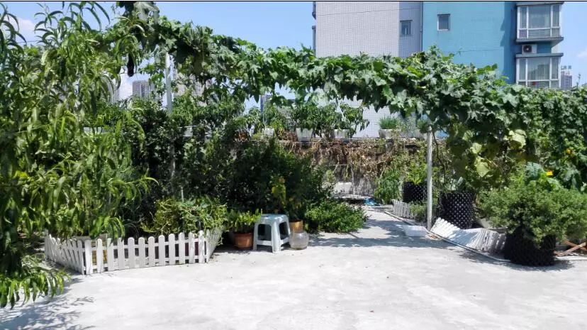 楼顶菜园土层多厚好,顶楼菜园如何防风