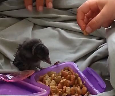 万物皆有灵救小鸟,万物皆有灵有人救了