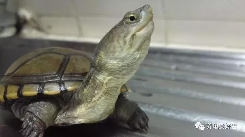 养龟灵的正确使用方法,养小草龟的正确方法
