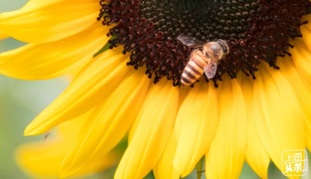 向日葵花海上海旅游攻略,上海市中心有一片向日葵花海