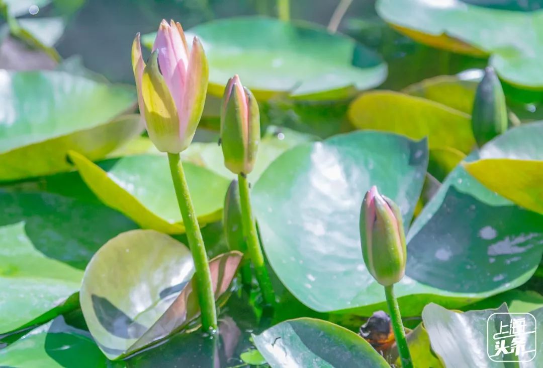 上海罗泾向日葵花田,上海各公园向日葵花海即将盛放