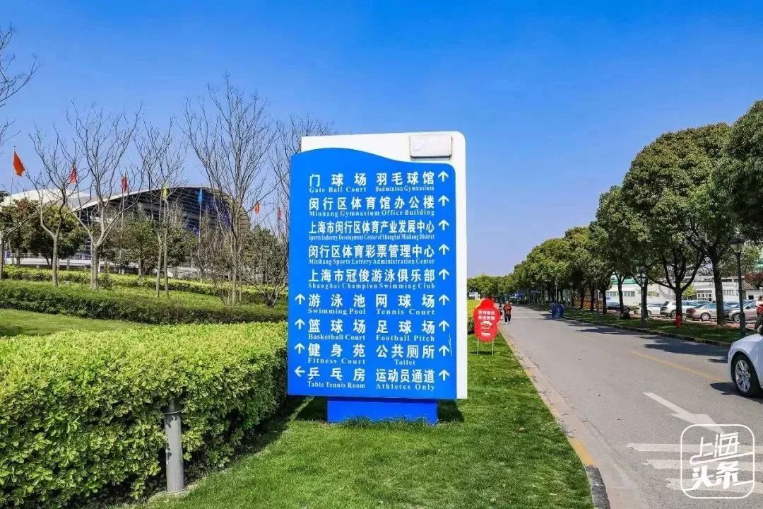 上海罗泾向日葵花田,上海各公园向日葵花海即将盛放