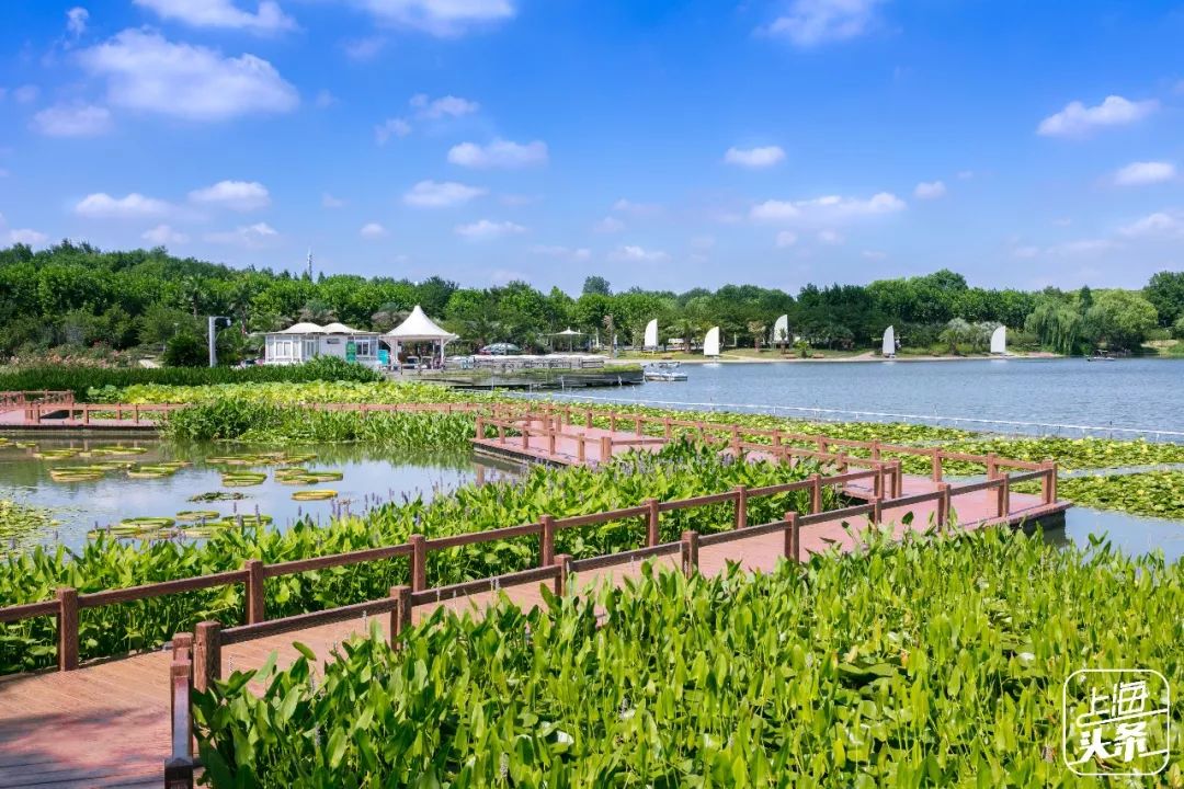 向日葵花海上海旅游攻略,上海市中心有一片向日葵花海