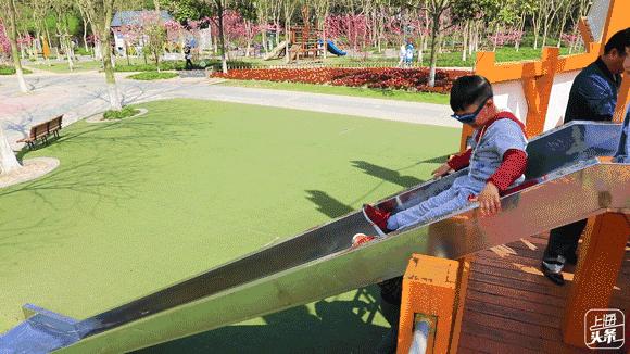 上海罗泾向日葵花田,上海各公园向日葵花海即将盛放