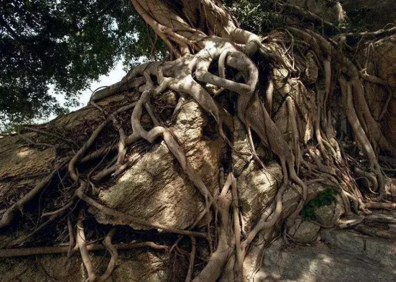 农业特产税是哪一年开始征的,农业产品现在的税率是多少