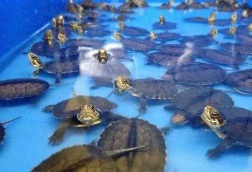 龟苗咬尾巴怎么办,大龟苗咬小龟苗是什么原因