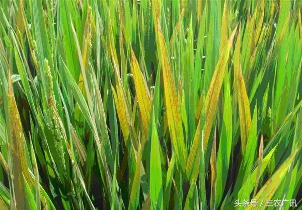 水稻红梢病,水稻叶子发黄是什么原因引起的