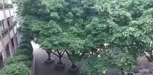 重庆双湖小学对口中学是哪个,重庆天地人和街小学对口中学