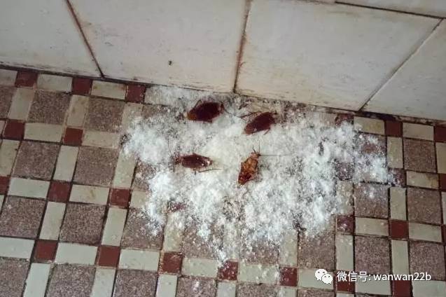 无数种让蟑螂死的高效办法,干掉蟑螂的100种方法