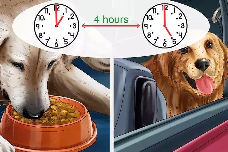 猫狗晕车淌口水,猫狗坐车需要注意什么