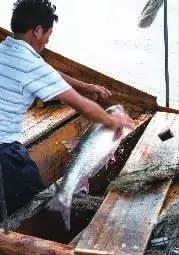 武汉江鱼哪个最好吃,实拍江鳊吃口