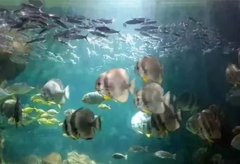 深圳免费景区一览表,深圳国际艺术博览会免费门票