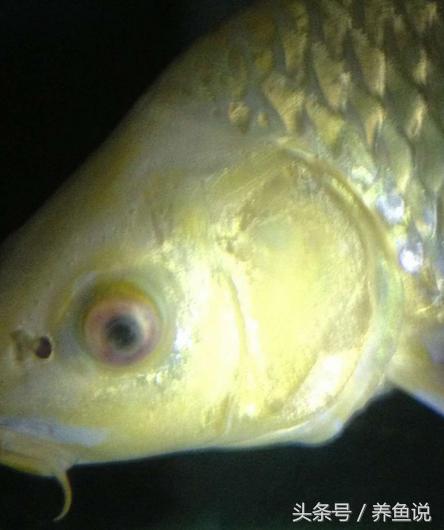 买观赏鱼需要注意的事项,如何挑选观赏鱼