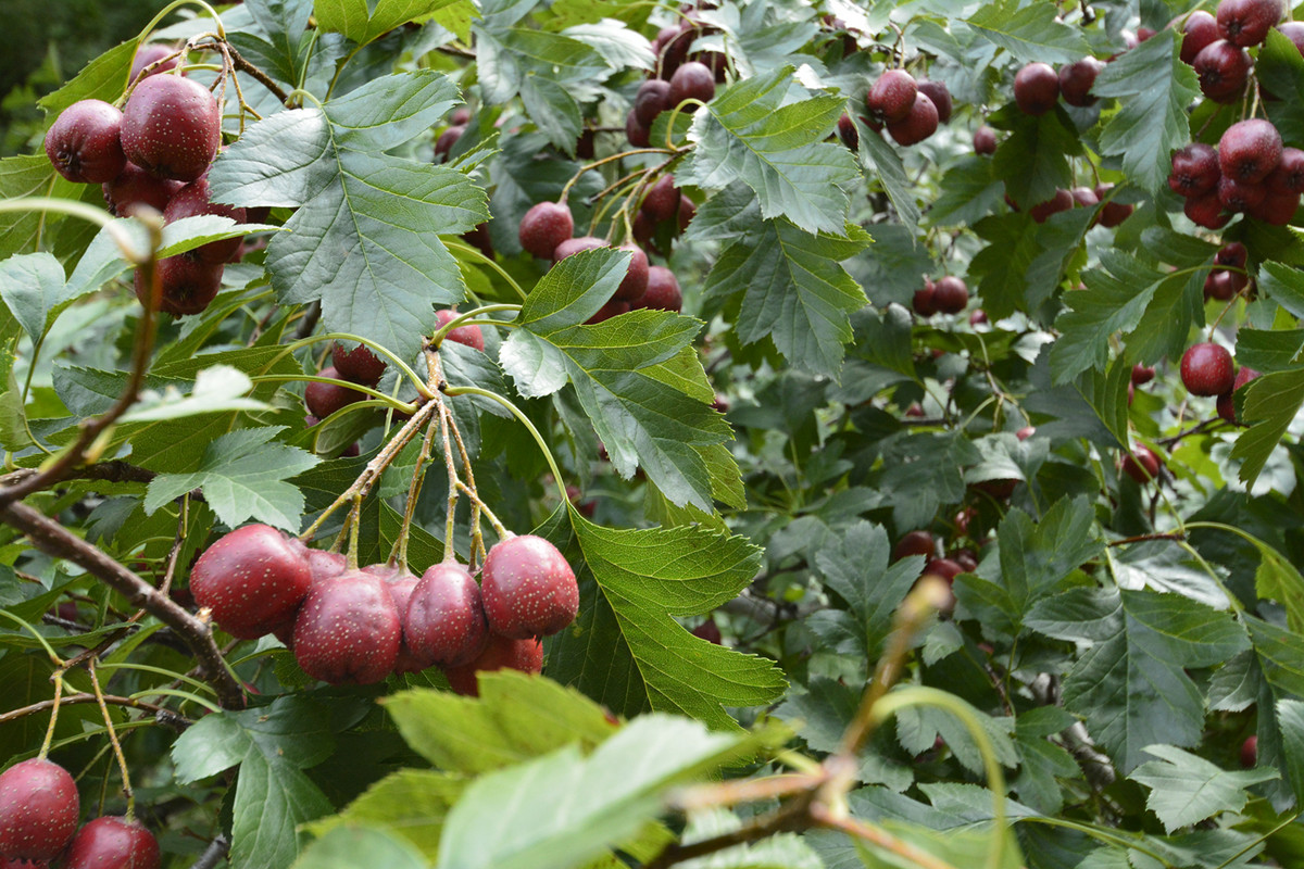 郭亮村民宿包吃住,郭亮村农家乐包吃住多少钱