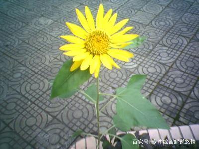 向日葵鲜花如何保鲜,向日葵鲜花怎么养护不烂根