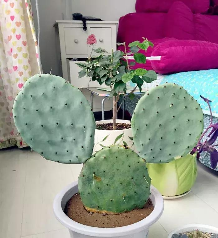 房间空气净化盆栽,空调房养盆栽技巧