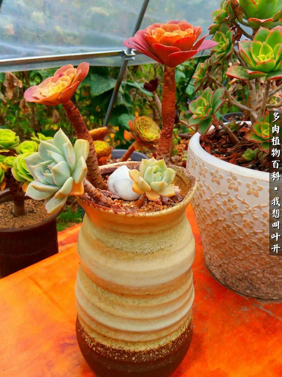 最好养的法师有哪几种,哪种法师既好看又好养