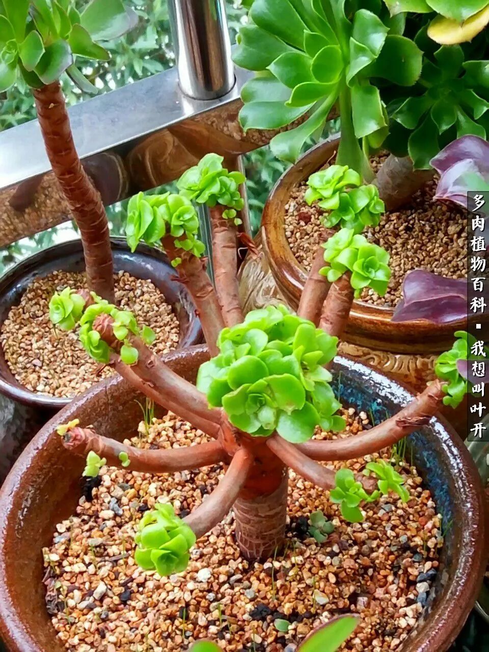 最好养的法师有哪几种,哪种法师既好看又好养