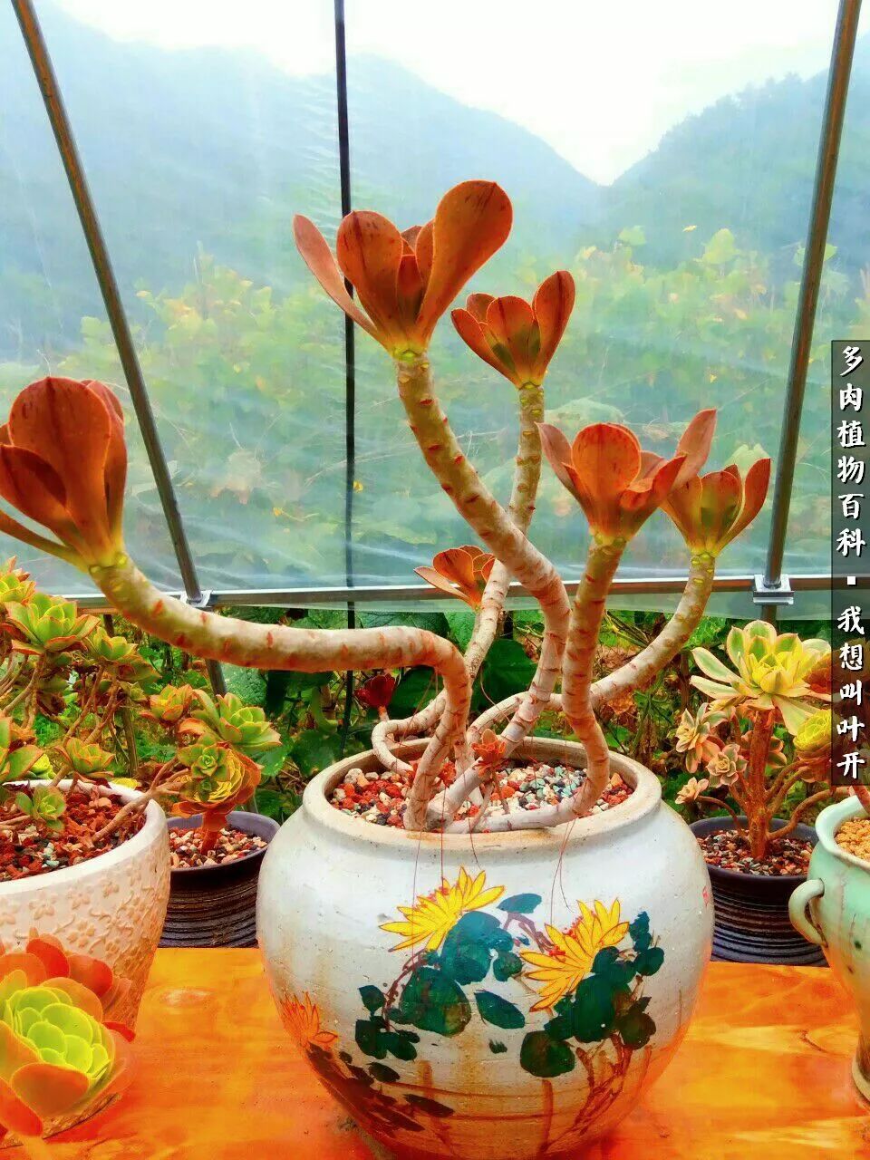 最好养的法师有哪几种,哪种法师既好看又好养