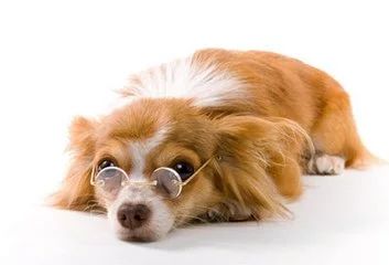 狗狗结膜炎的症状和图片,狗狗得了脚膜炎怎么办